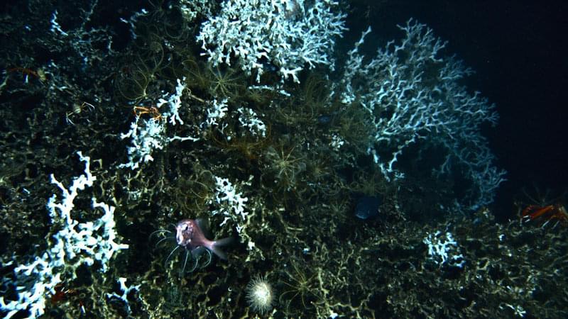 Live, bright white Lophelia coral is typically found amidst large amounts of dead coral.