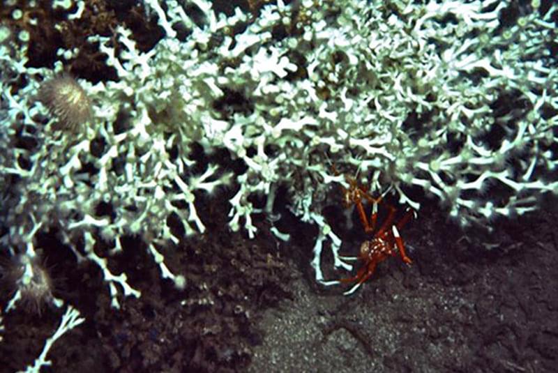 A colony of lophelia provides shelter for galatheid crabs and a firm foothold for anemones.