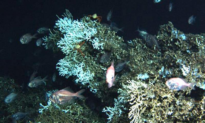 A diverse Lophelia coral community. This photo clearly shows how the living coral (white) builds upon the calcium carbonate skeletons (dark green) of previous generations.