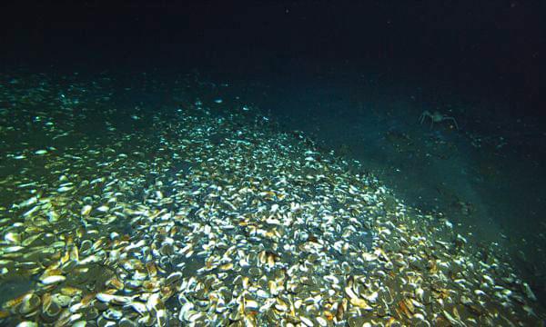 A mussel bed at the edge of the brine pool.