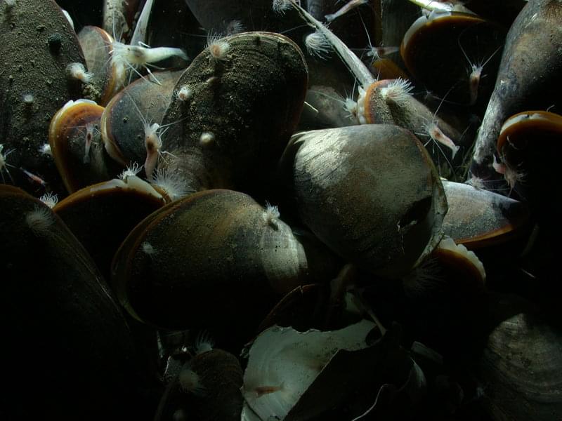 Close up image of a clump of mussels. Forming dense beds, deep-sea mussels are often early colonizers at cold seeps.