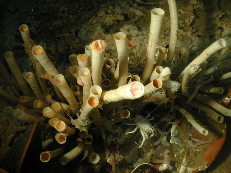 Close up of a tubeworm “bush”, which mines for sulfide in the carbonate substrate with their roots. The sulfide is metabolized by bacteria living in the tubeworms, and the energy produced sustains both organisms. It is a classic symbiotic relationship.