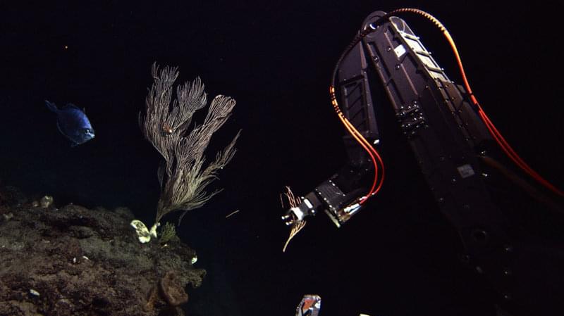 Collecting a small branch of a coral colony in the Jason manipulator arm.