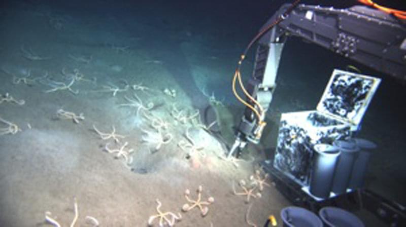 A “constellation“ of brittestars on the seafloor (538 meters).