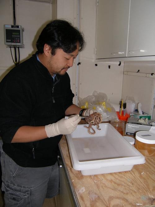 Walter Cho examining a brittlestar in the lab.