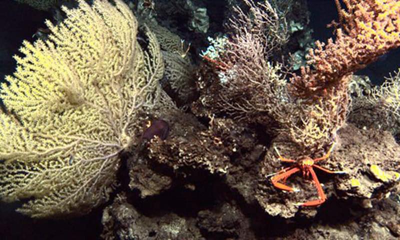 A scenic rock outcrop covered in deepwater coral and occupied by a galatheid crab.