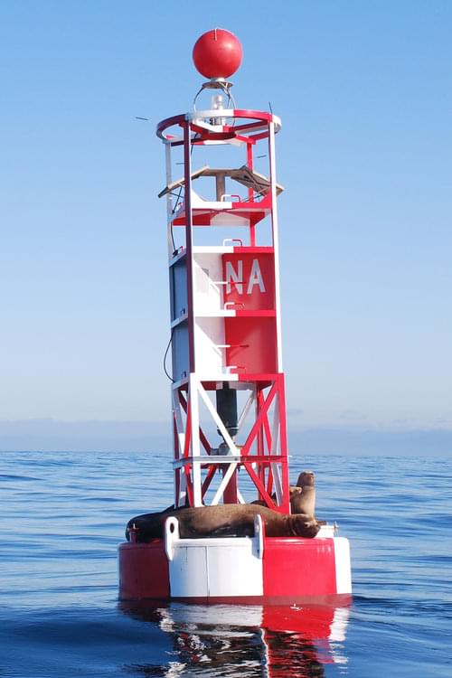 Sea Lions lounging on navigational buoys are a common sight in the coastal waters of the North Pacific.