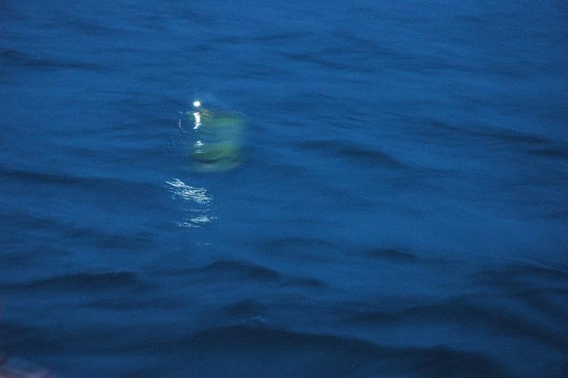 The ATLAS resurfacing in the dark at the end of a mission. The strobe light blinks underwater, making it easier to see during night recoveries.