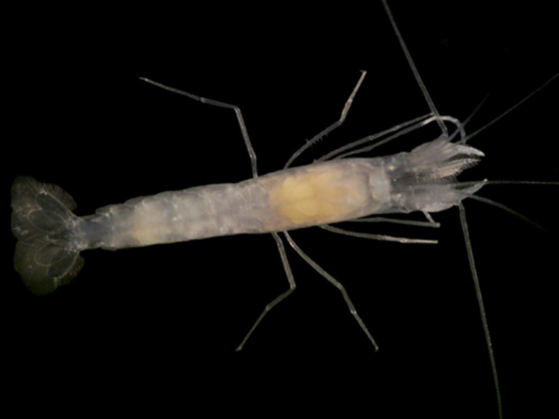 The shrimp Bermudacaris has relatives from the waters off Western Australia and Viet Nam as well as caves in Mallorca.