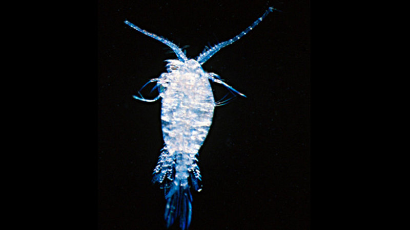 Cave copepods have lost their eyes and color.