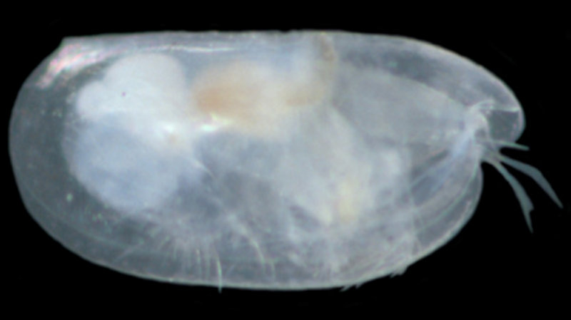 The ostracod Spelaeoecia occurs in caves in Bermuda, the Bahamas, Cuba, Jamaica and Yucatan.