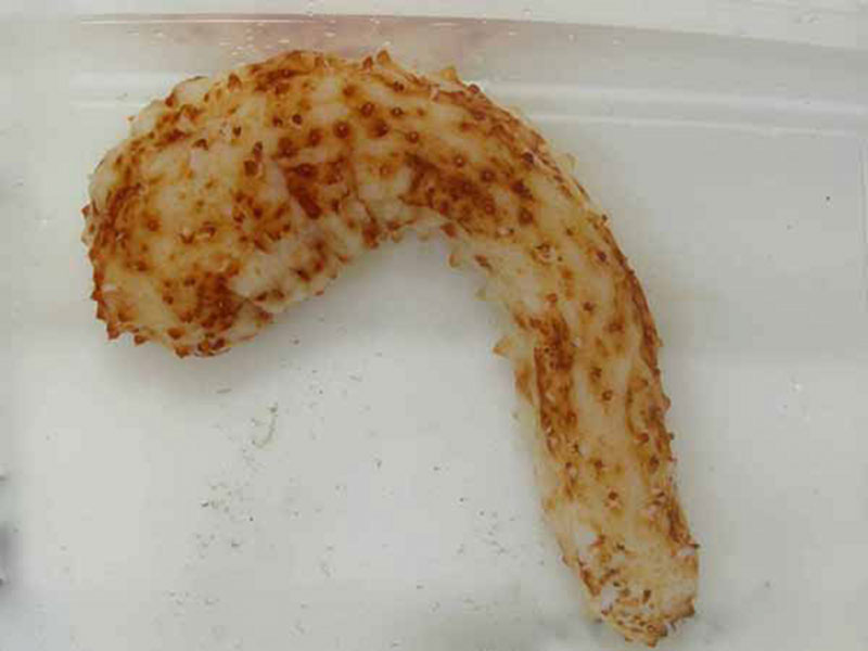 Holothurian or Sea Cucumber collected from North Rock Cave at 200 ft depth.