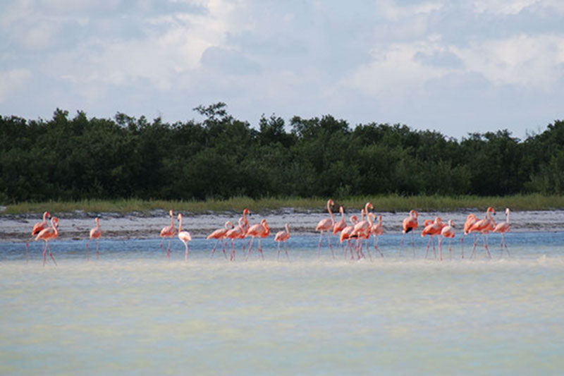In addition to marine life, flamingos and other tropical birds draw eco-tourists to the northern Yucatan and Isla Holbox.