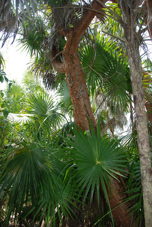 Palms and the towering Gumbo limbo (Bursera simaruba) or “tourist trees” were among some of the common types of vegetation at Vista Alegre. The Gumbo limbo tree is known to locals as the “tourist tree” due to its red, peeling bark – in reference to tourists who come to the Yucatan and get sunburned.