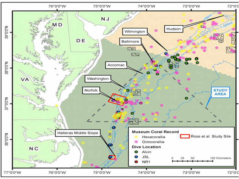 Primary target areas for the Deep-water Mid-Atlantic Canyons project are in and around the Norfolk, Washington, Accomac and Baltimore canyons. Yellow and pink stars are locations where deep sea corals were previously identified. Green, blue, and red circles are locations of previous submersible dives.