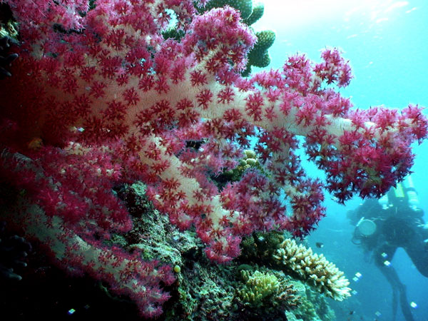 Divers inspect a large purple soft coral protruding from the surrounding rock wall.
