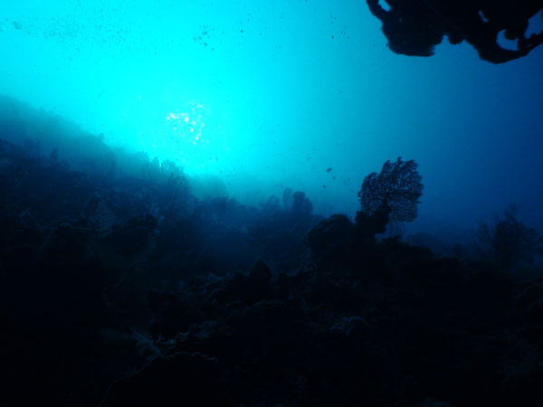 A diver and coral approximately 200 feet deep are silhouetted against the bright ocean surface.