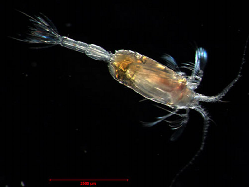 Copepods are the most numerous and arguably the ecologically most important members of the Arctic zooplankton.