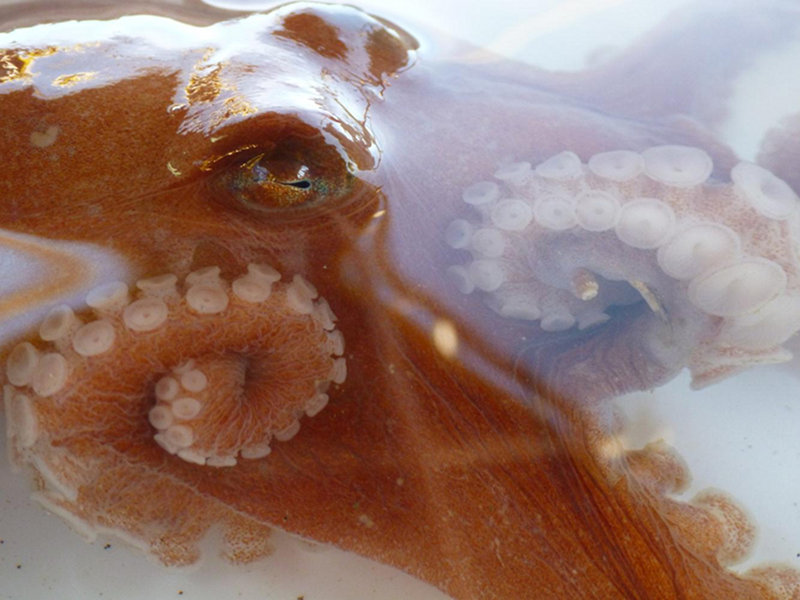 An octopus caught in a benthic trawl.