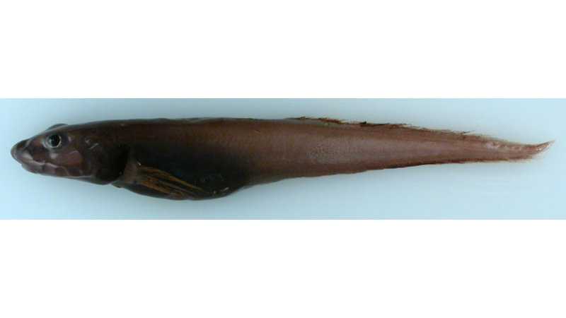Adolf’s eelpout (Lycodes adolfi), unknown in the western Arctic until found in the Chukchi Borderland, RUSALCA 2009.