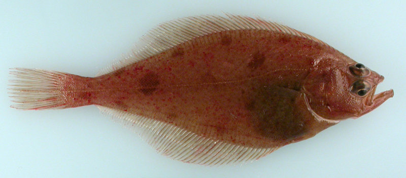 Bering flounder (Hippoglossoides robustus), the first record from the East Siberian Sea, RUSALCA 2009.