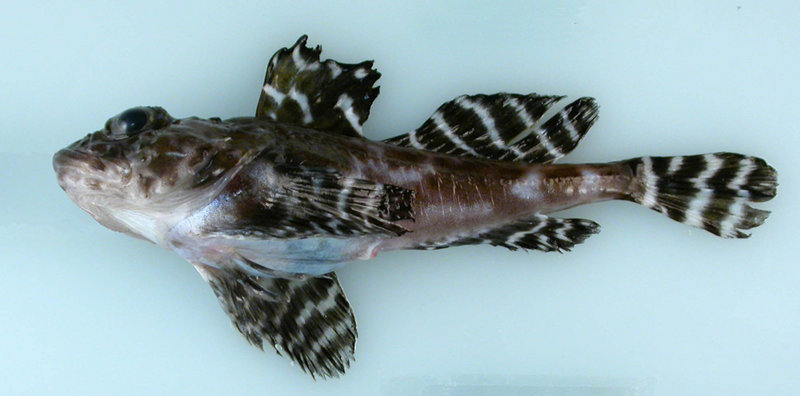 Atlantic hookear sculpin (Artediellus atlanticus), unknown in the seas off eastern Siberia and western North America until found in the Chukchi Borderland, RUSALCA 2009.