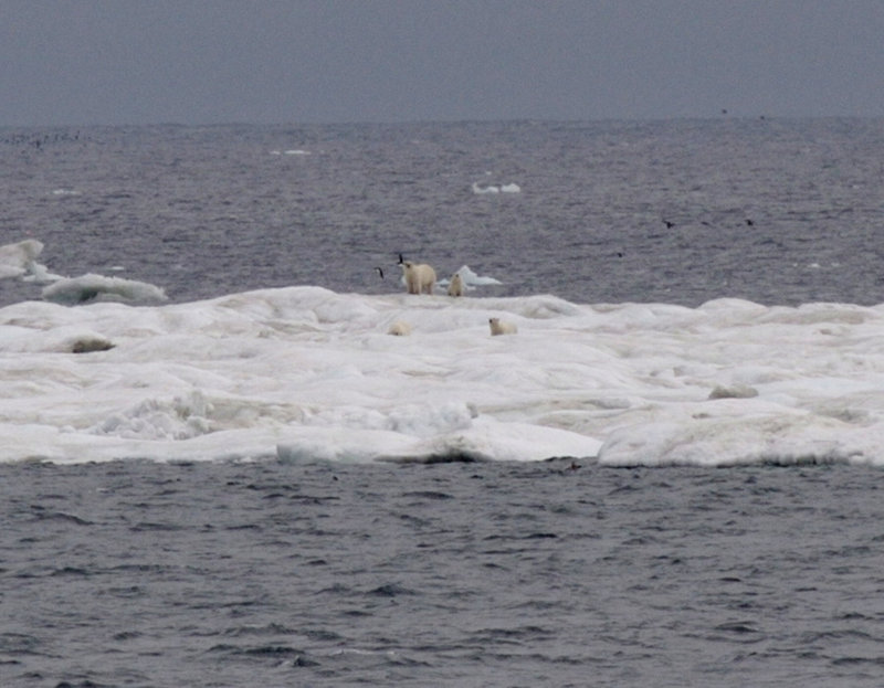 Polar bears crossing the Arctic ice.
