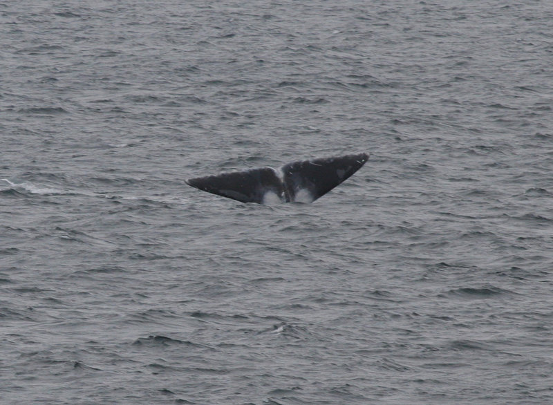 The tail of a bowhead whale breaks the surface.