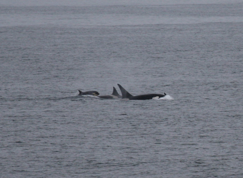 A pod of orca, or killer whales observed during the 2012 RUSALCA expedition.