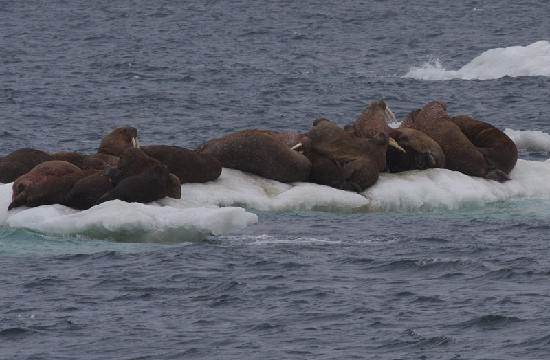 Walrus spotted during the 2010 Russian-U.S. Arctic Census expedition.