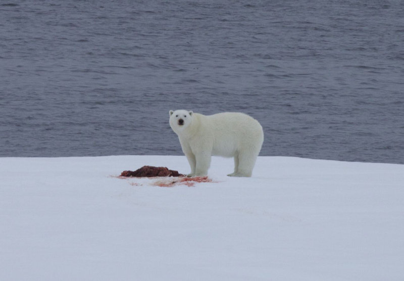 Masha's polar bear on an ice floe with its dinner.