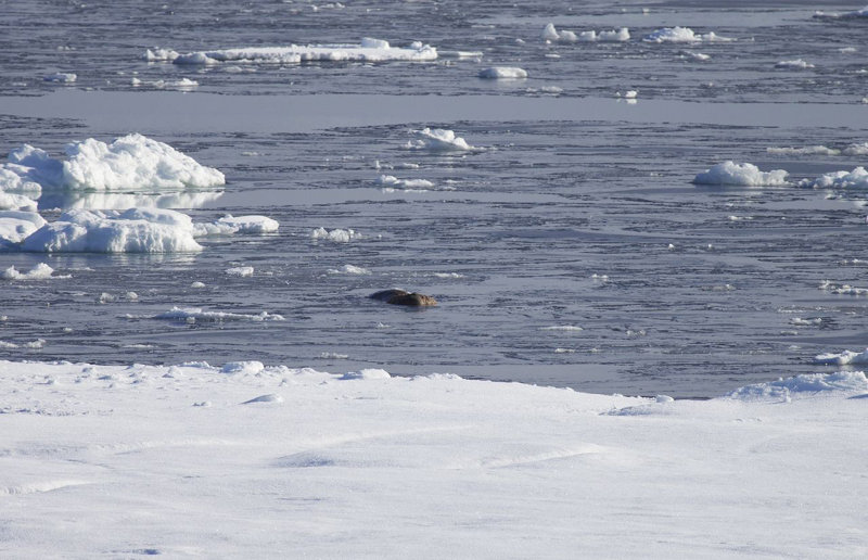 A lone walrus breaks through new ice.