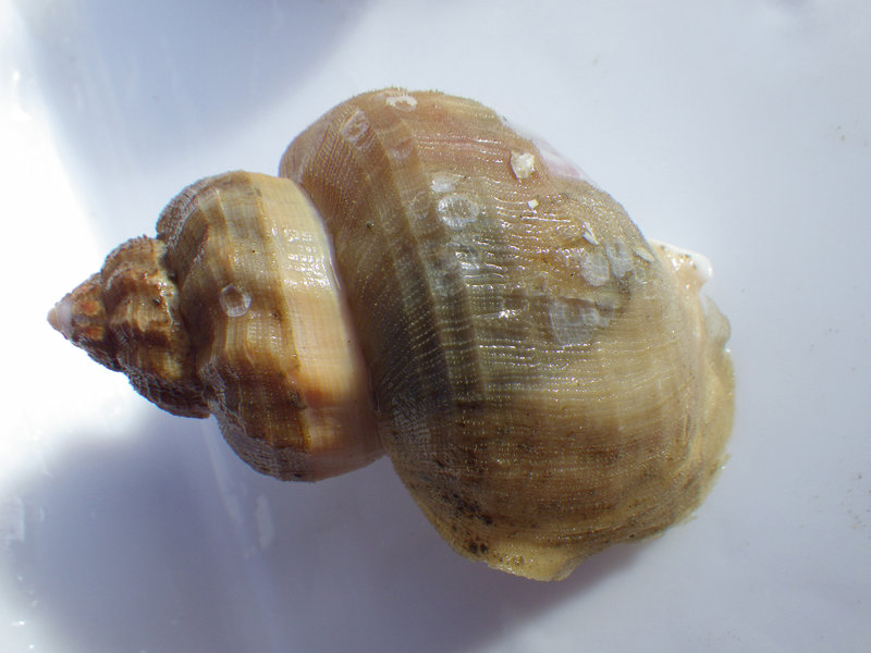 Buccinum polare, a species of sea snail, collected during the 2012 RUSALCA expedition.
