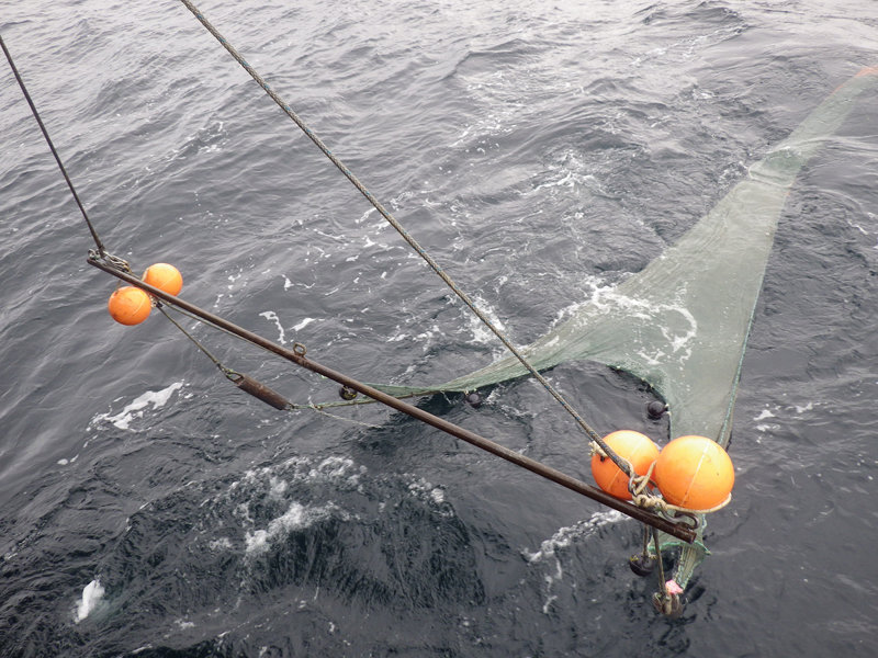 A beam trawl in the water, collecting samples of marine life for scientists to sort through.