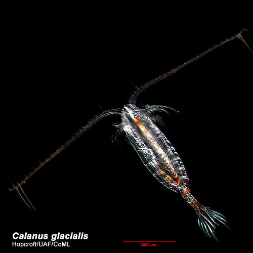 The copepod, Calanus glacialis.