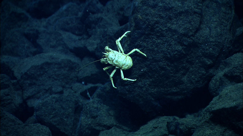 A squat lobster at Mata Ua.