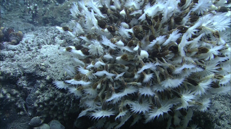 A “bush” of barnacles and other vent animals were one of the first indicators that the ROV was getting close to the high-temperature vents.