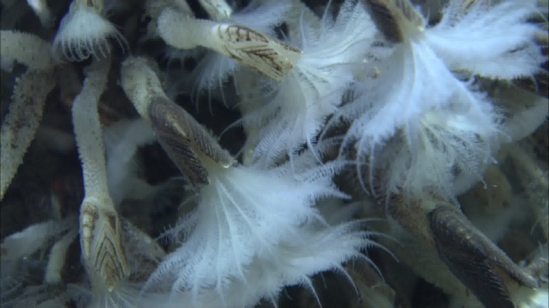 Close-up view of the stalked barnacles filter-feeding with their white “citi”, that look like little palm fronds.