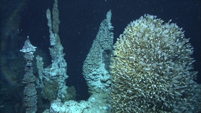 A sulfide chimney with lower-temperature venting on the right is colonized by a thick coating of vent barnacles, looking somewhat like a Christmas tree.