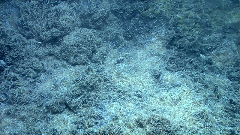 Opaepele shrimp were the only fauna (other than a single zoarcid fish) observed in May 2009 on West Mata, as shown in abundance here at Shrimp City.