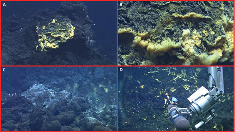 Highlight images of the ROV dives of the SRoF '12 expedition.