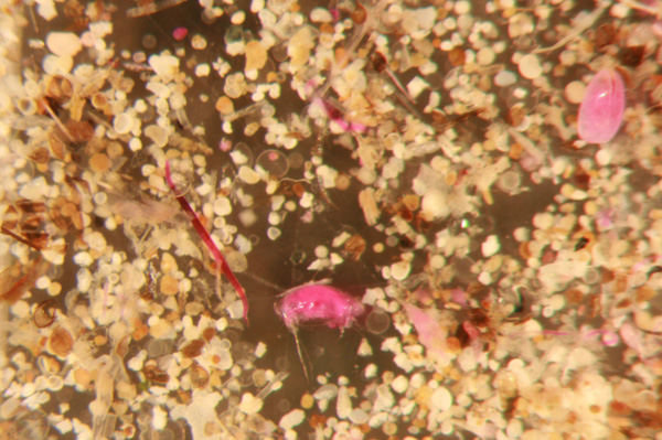 Examples of meiofauna present in the sediment. Organisms are stained using rose bengal prior to examination underneath a dissecting microscope. This sample contains ostracods, copepods, and nematodes.