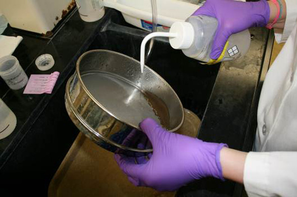 Sieving push core material through a sieve to remove excess sediment before examining what fauna are present under the microscope.