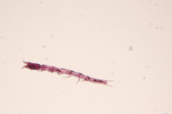 Example of a tanaid discovered in a sediment sample.
