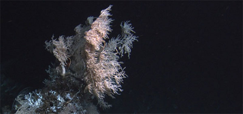 An outcrop containing a large white Leiopathes colony and several small fragments of Lophelia pertusa.