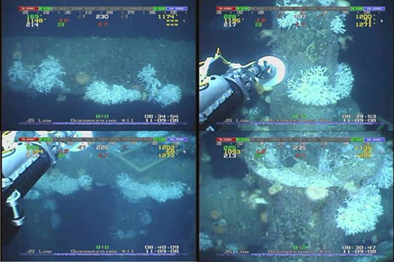 Industry inspection video images of corals on the Pompano platform in 2008 at depths of over 300 m. The first observation of Lophelia coral on deep-water Gulf of Mexico platforms was on this same structure in 2003 during a NOAA OER mission.