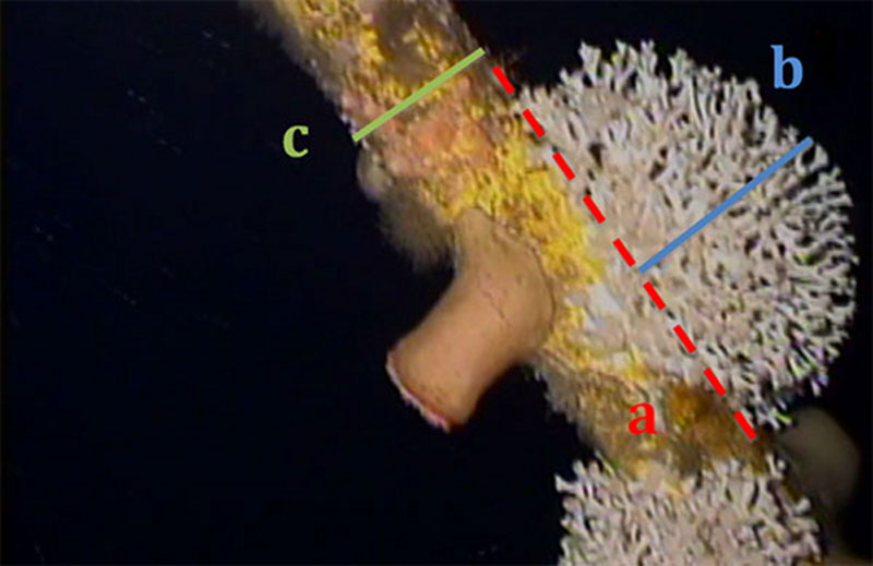 This image illustrates how scientist measure a coral for size and growth rate