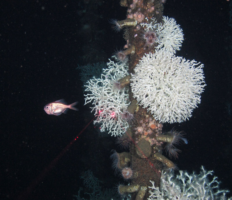 Large Lophelia colonies and numerous anemones on a portion of the subsea completion structure in block Mississippi Canyon 355 at a depth of about 1,500 ft. Red laser beams, projected from the remotely operated vehicle (ROV), represent a separation of 10 centimeters (about 4 inches). A western roughy is seen to the left of the structure. The structure was installed on the seabed in 1992, allowing a maximum possible period of 20 years for coral growth.