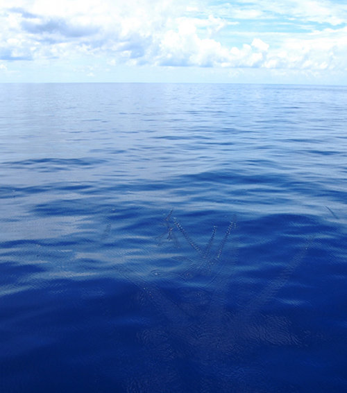 Flying fish cut tracks in the ocean surface as the Brooks McCall makes it way towards the first dive site.