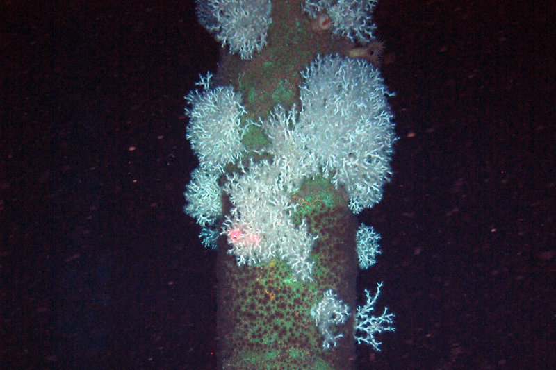 White Lophelia colonies imaged by the Kraken2 remotely operated vehicle while diving near the Joilet platform in the Gulf of Mexico. To get a sense of size, the two red dots you see are 10 centimeters apart.